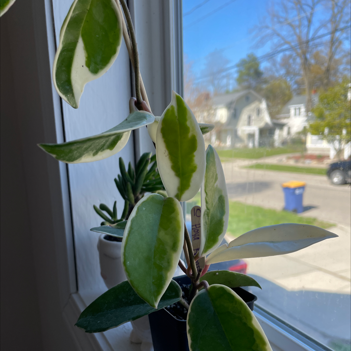 Photo of the plant species Krimson Princess Hoya by @Kellshan named Your plant on Greg, the plant care app