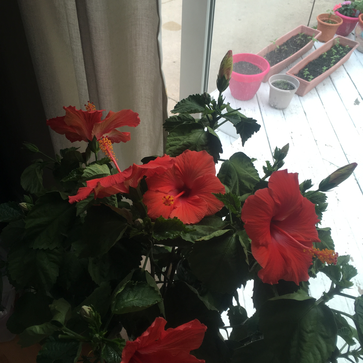 Photo of the plant species Hibiscus Tree by @Kellshan named Your plant on Greg, the plant care app