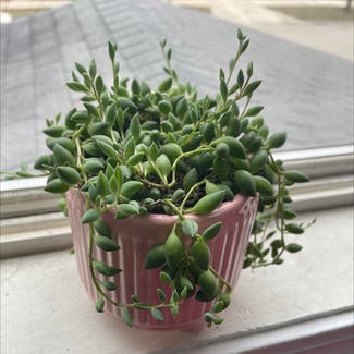 String of Pearls plant in Grand Rapids, Michigan