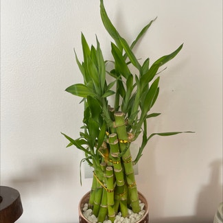 Lucky Bamboo plant in Grand Rapids, Michigan