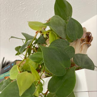 Heartleaf Philodendron plant in Grand Rapids, Michigan