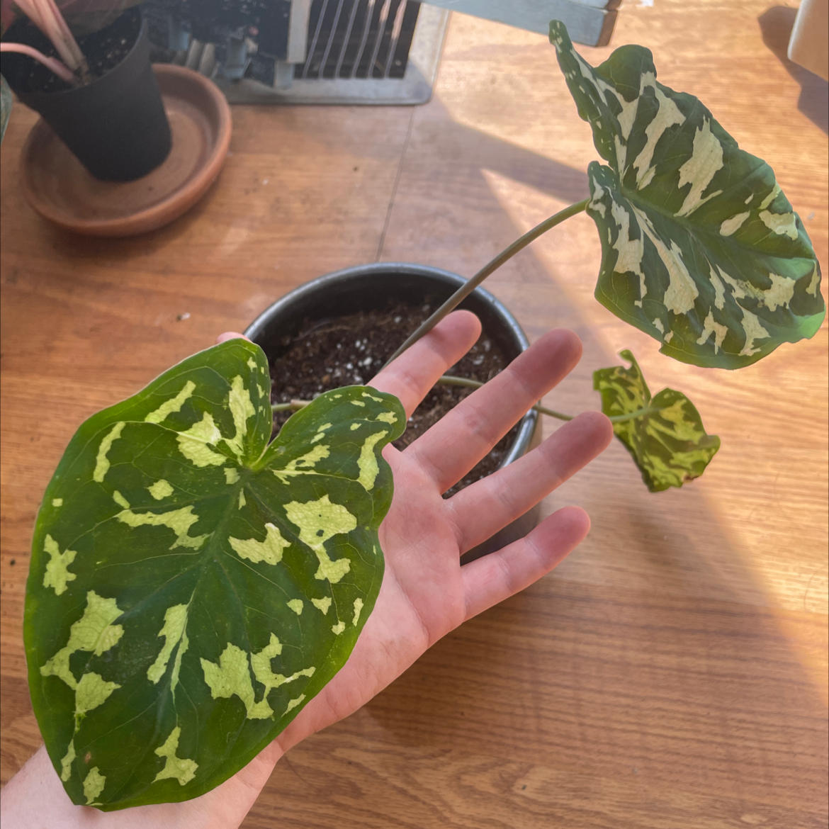 Caladium Hilo Beauty plant with variegated leaves in a pot, hand holding a leaf.