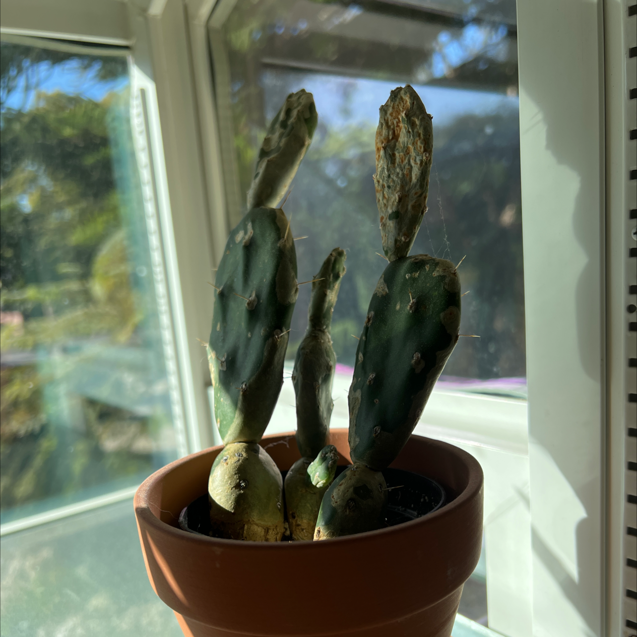 Potted Bakersfield Beavertail Cactus near a window with some browning at the tips.