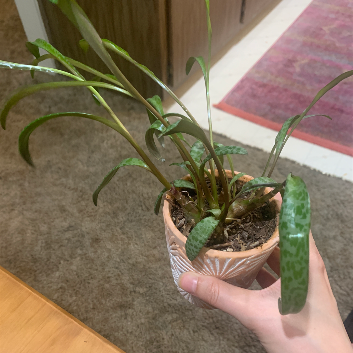 Silver Squill plant in a small pot held by a hand, with visible soil and healthy leaves.