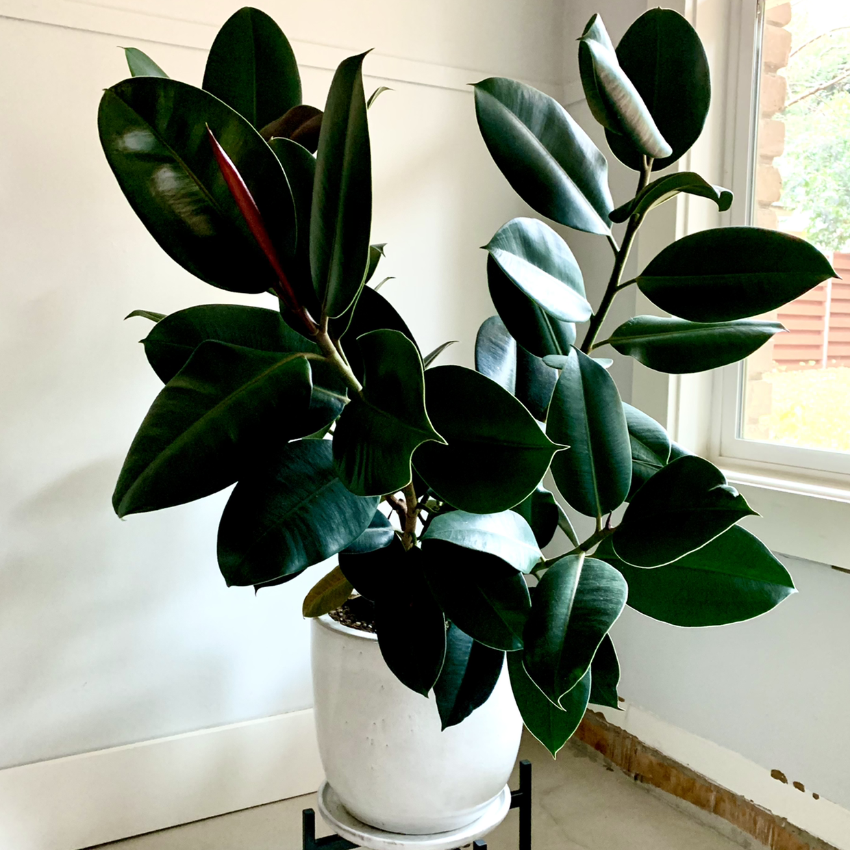 Photo of the plant species Rubber Plant by @Aaron named Ficus Elastica on Greg, the plant care app