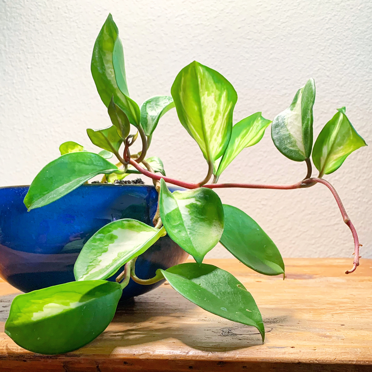 Hoya Carnosa Tricolor plant in a blue pot with vibrant green and variegated leaves.