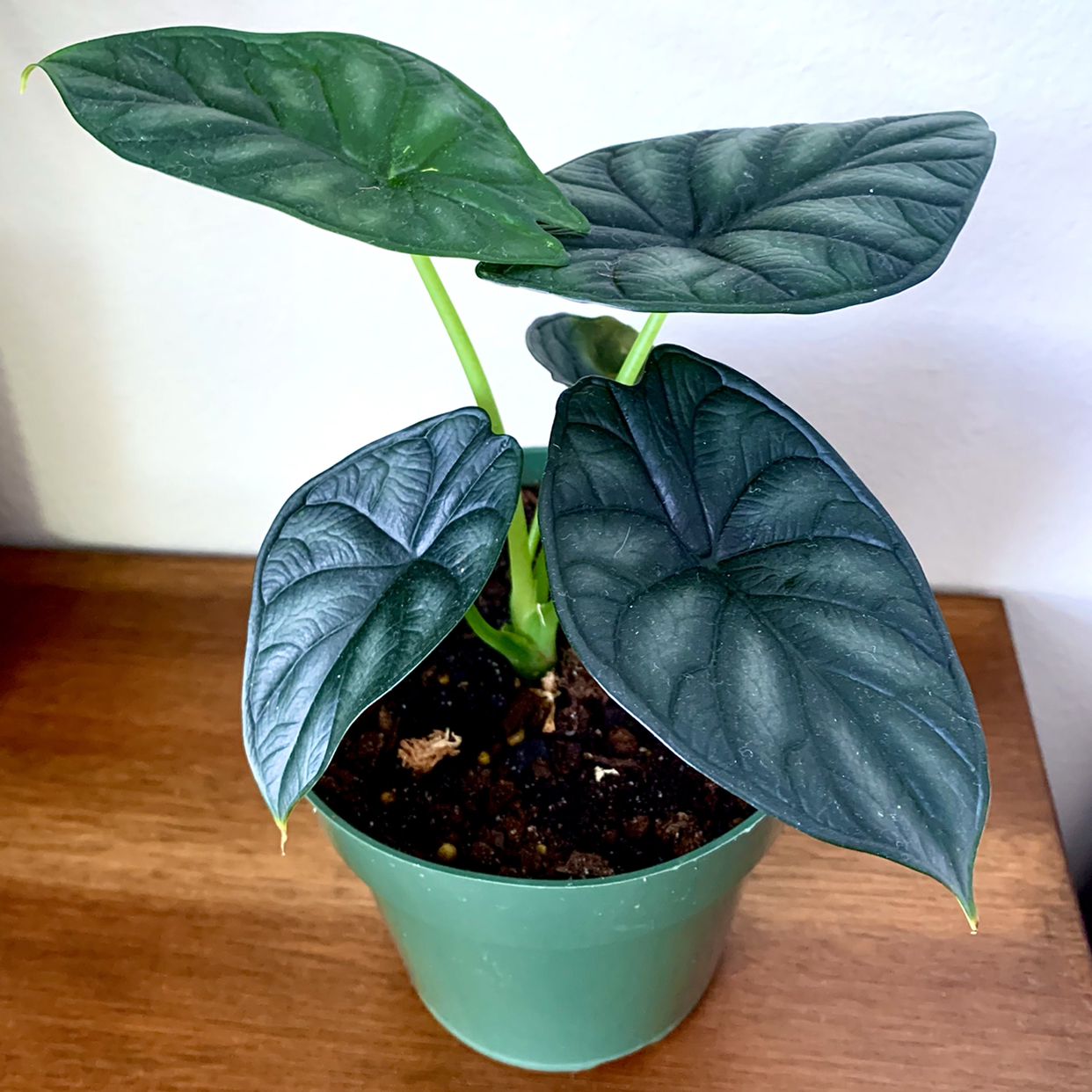 Photo of the plant species Alocasia 'Dragon Scale' by @Aaron named Alocasia Dragon Scale on Greg, the plant care app