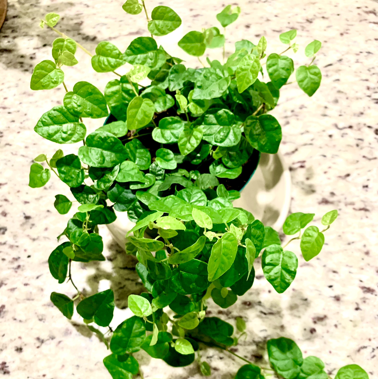 Photo of the plant species Bellus by @Aaron named Creeping Fig on Greg, the plant care app