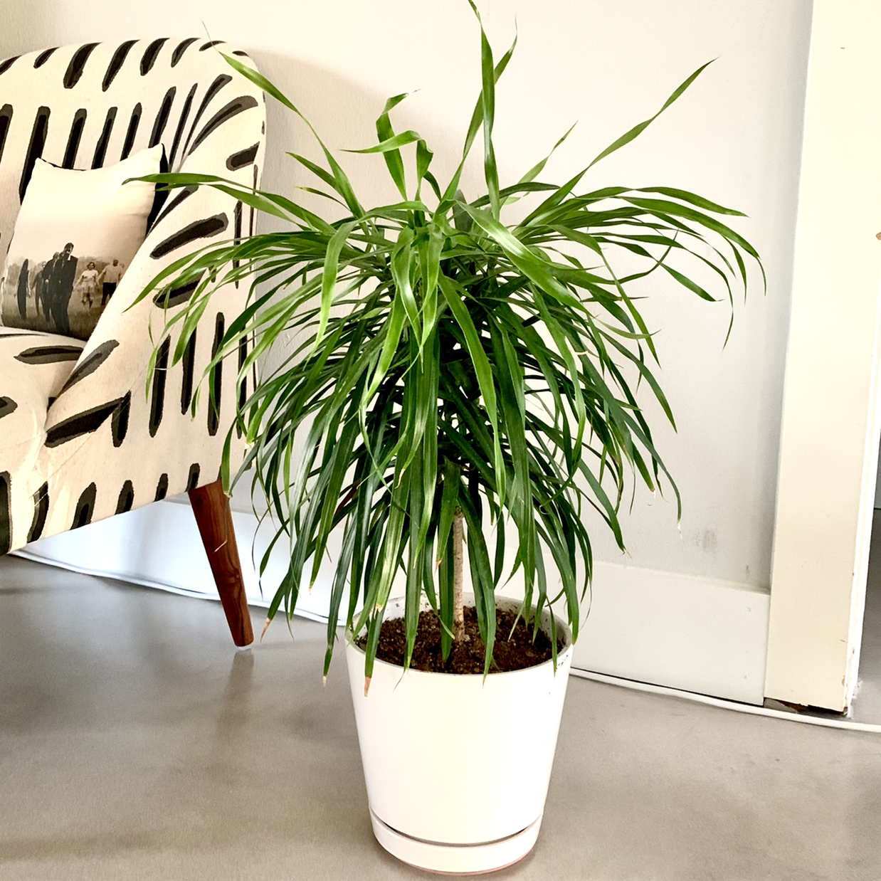 Dracaena 'Tarzan' uploaded to the Greg plant app by @Aaron