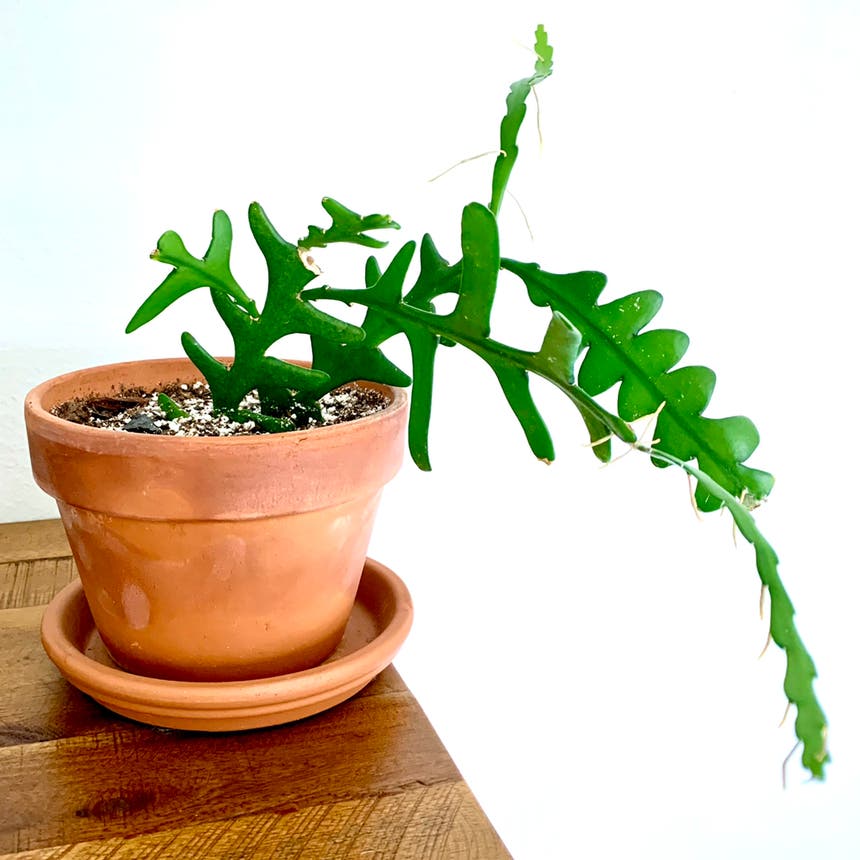 Fishbone Cactus  A plant by @LoveLight on Greg