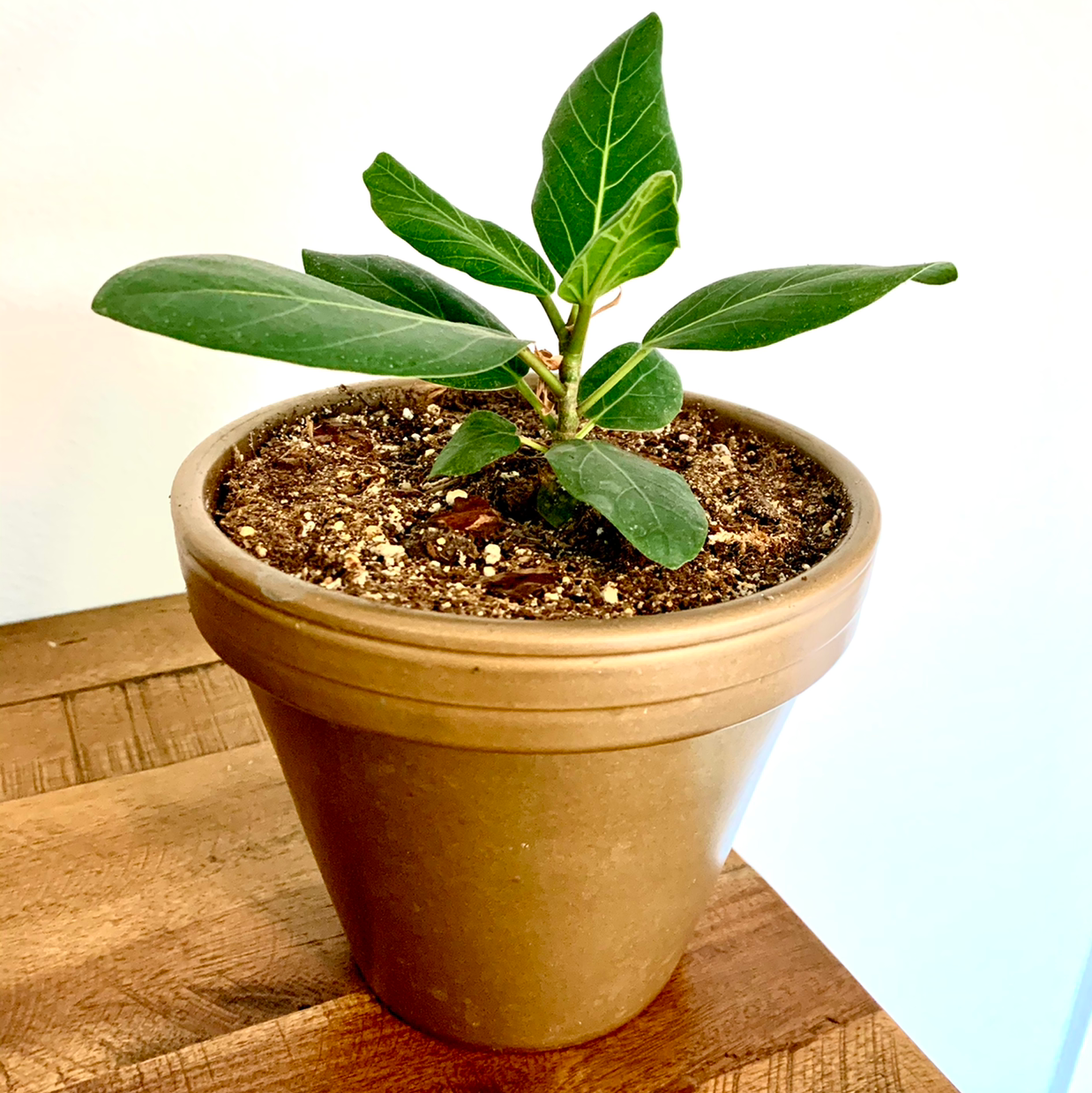 Why Are My Audrey Ficus Leaves Curling?