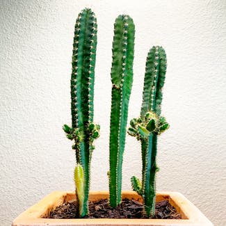 Fairy Castle Cactus plant in Austin, Texas
