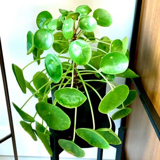 Chinese Money Plant plant in Austin, Texas