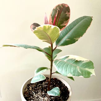 Ficus 'Ruby' plant in Austin, Texas
