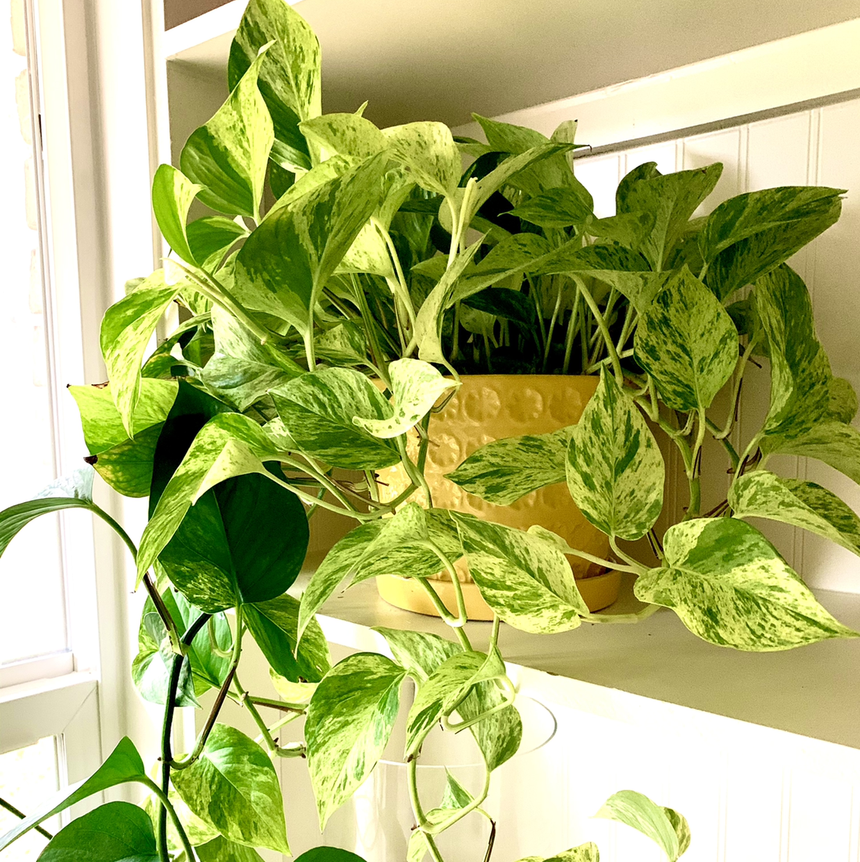 Photo of the plant species Marble Queen Pothos by @Aaron named Pothos Marbled Queen on Greg, the plant care app