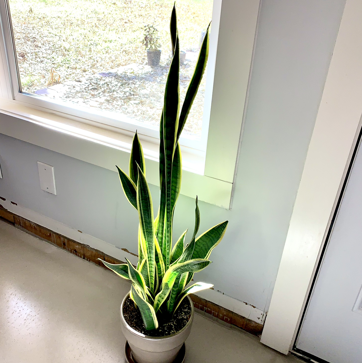 Sansevieria 'Lauren' plant in a pot near a window, healthy with green leaves and yellow edges.