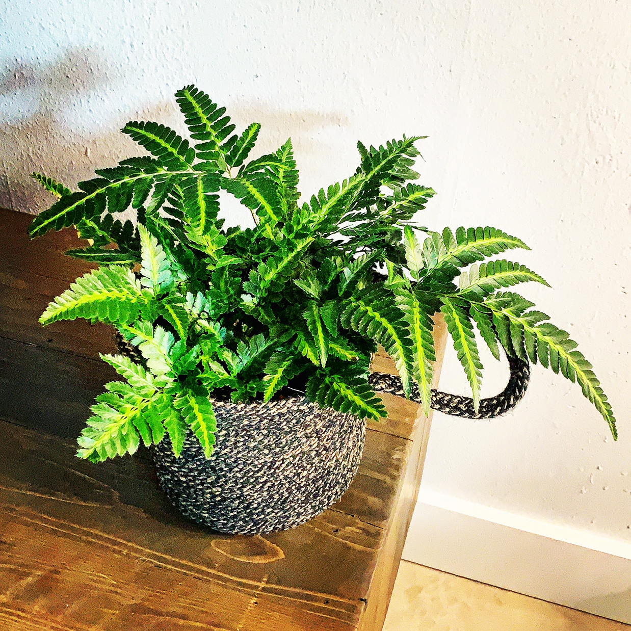 Photo of the plant species Northern Hollyfern by @Aaron named East Indian Holly Fern on Greg, the plant care app