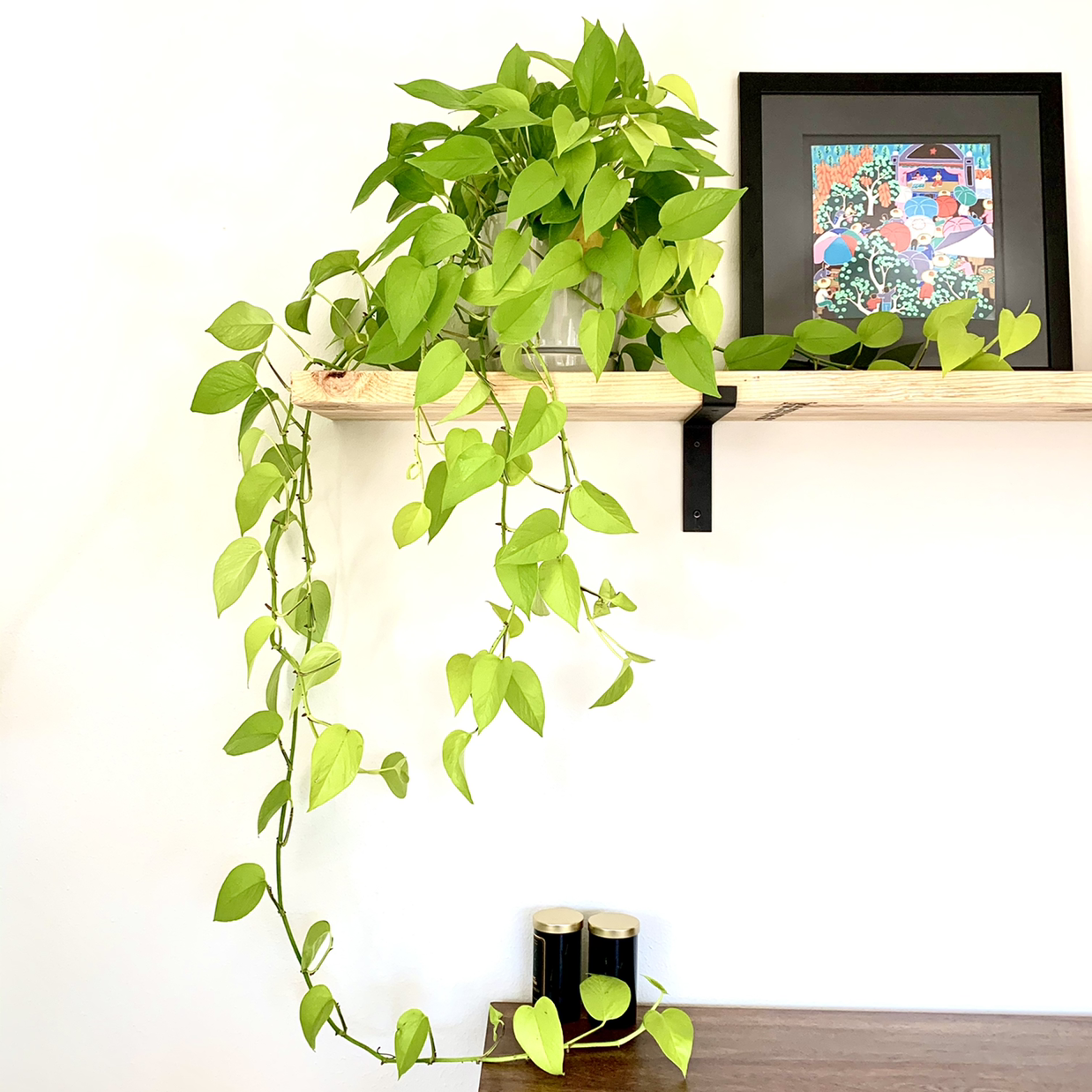Photo of the plant species Neon Pothos by @Aaron named Neon Pothos on Greg, the plant care app