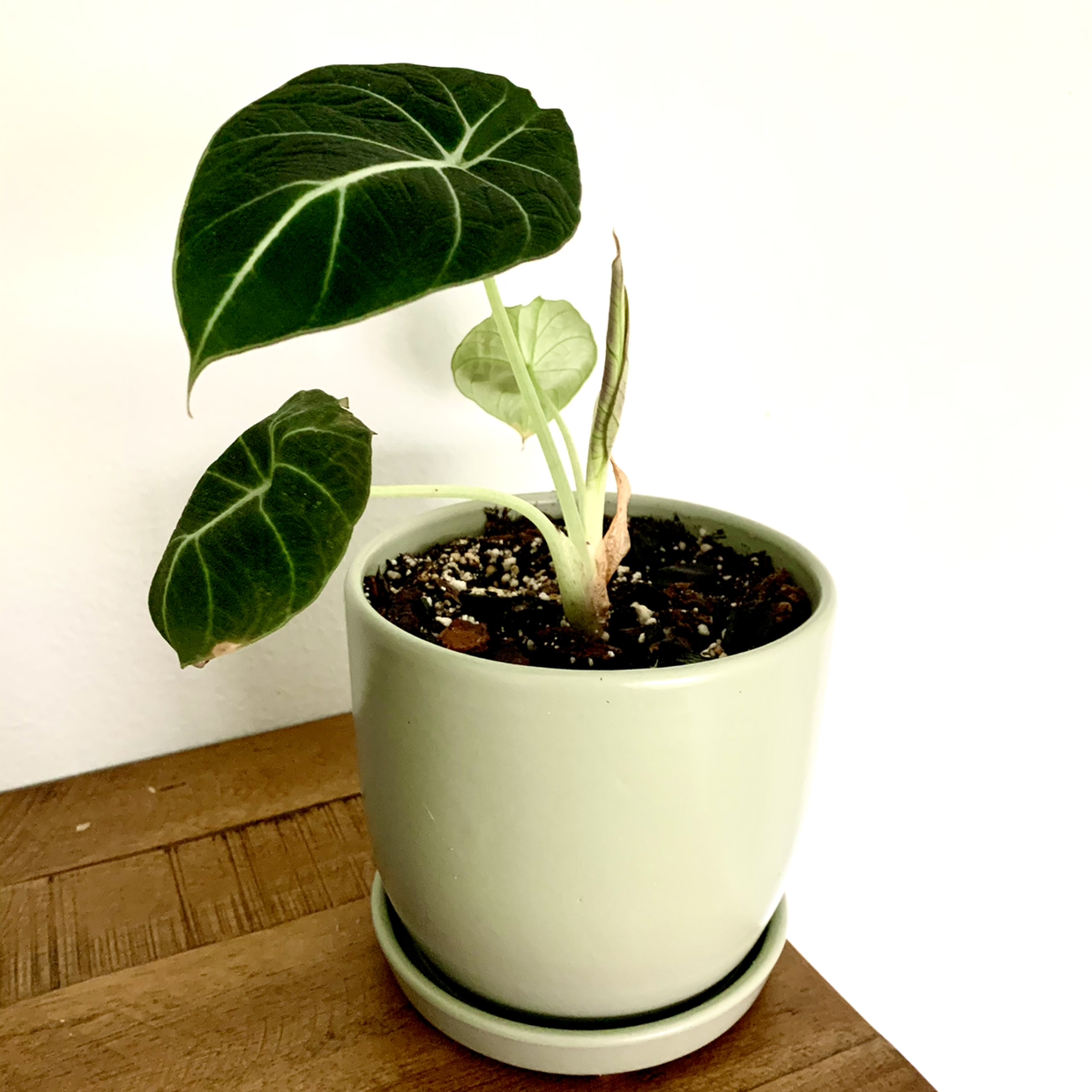 Photo of the plant species Black Velvet Alocasia by @Aaron named Alocasia Black Velvet on Greg, the plant care app