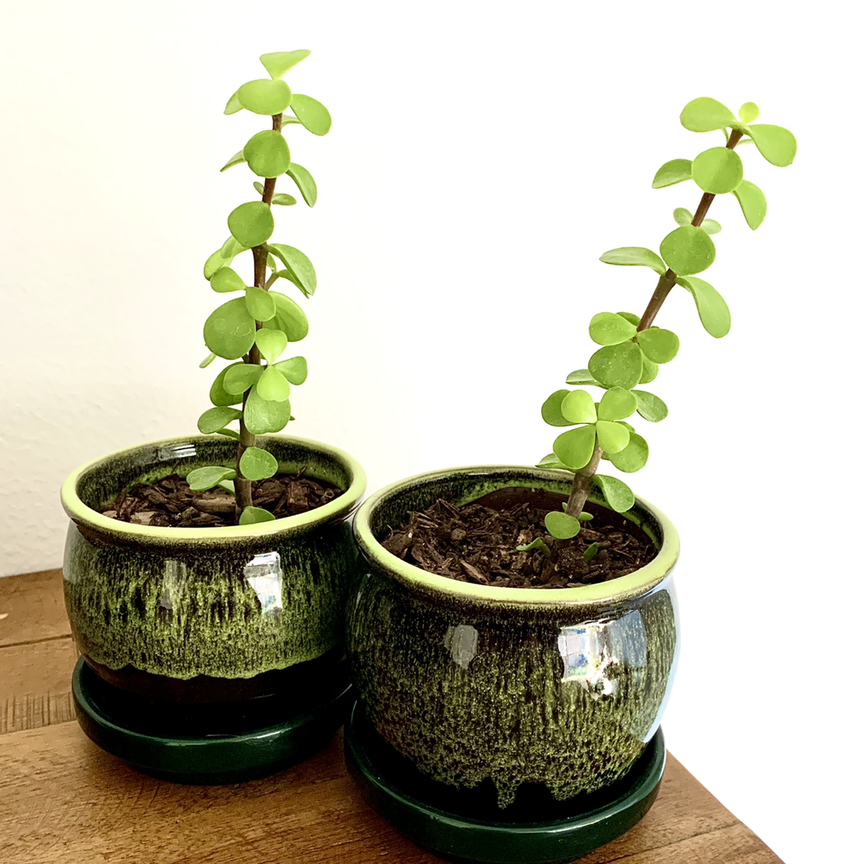 Photo of the plant species Elephant Bush by @Aaron named Elephant Bush on Greg, the plant care app