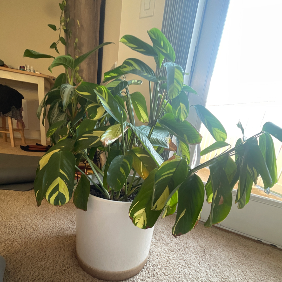Indoor potted Golden Mosaic Plant with variegated green and yellow leaves.
