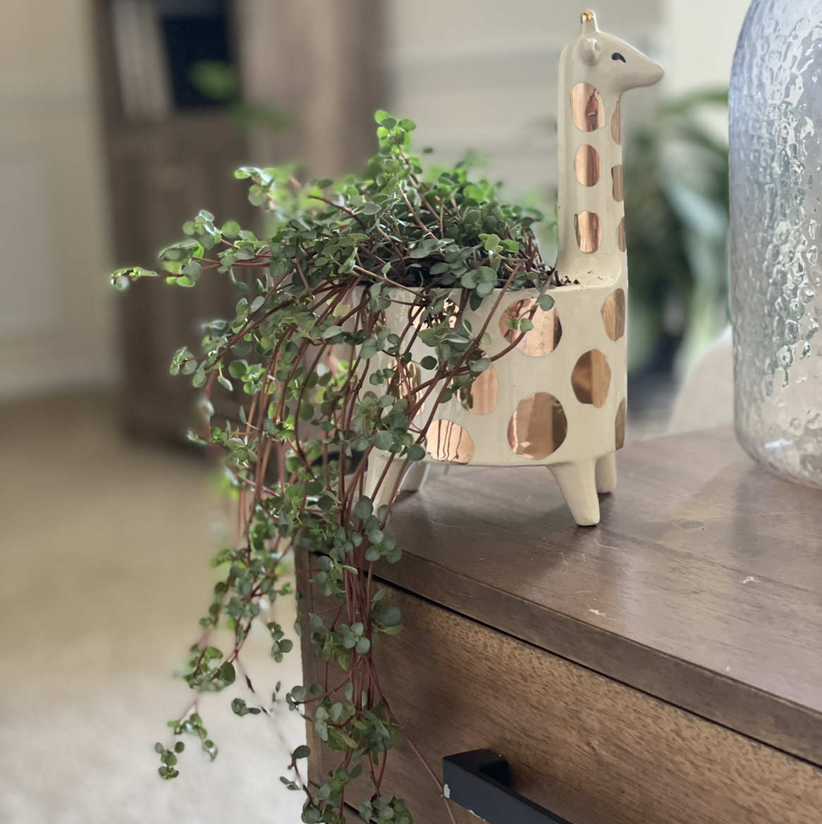 Pilea 'Aquamarine' plant in a decorative giraffe-shaped pot on a wooden surface.
