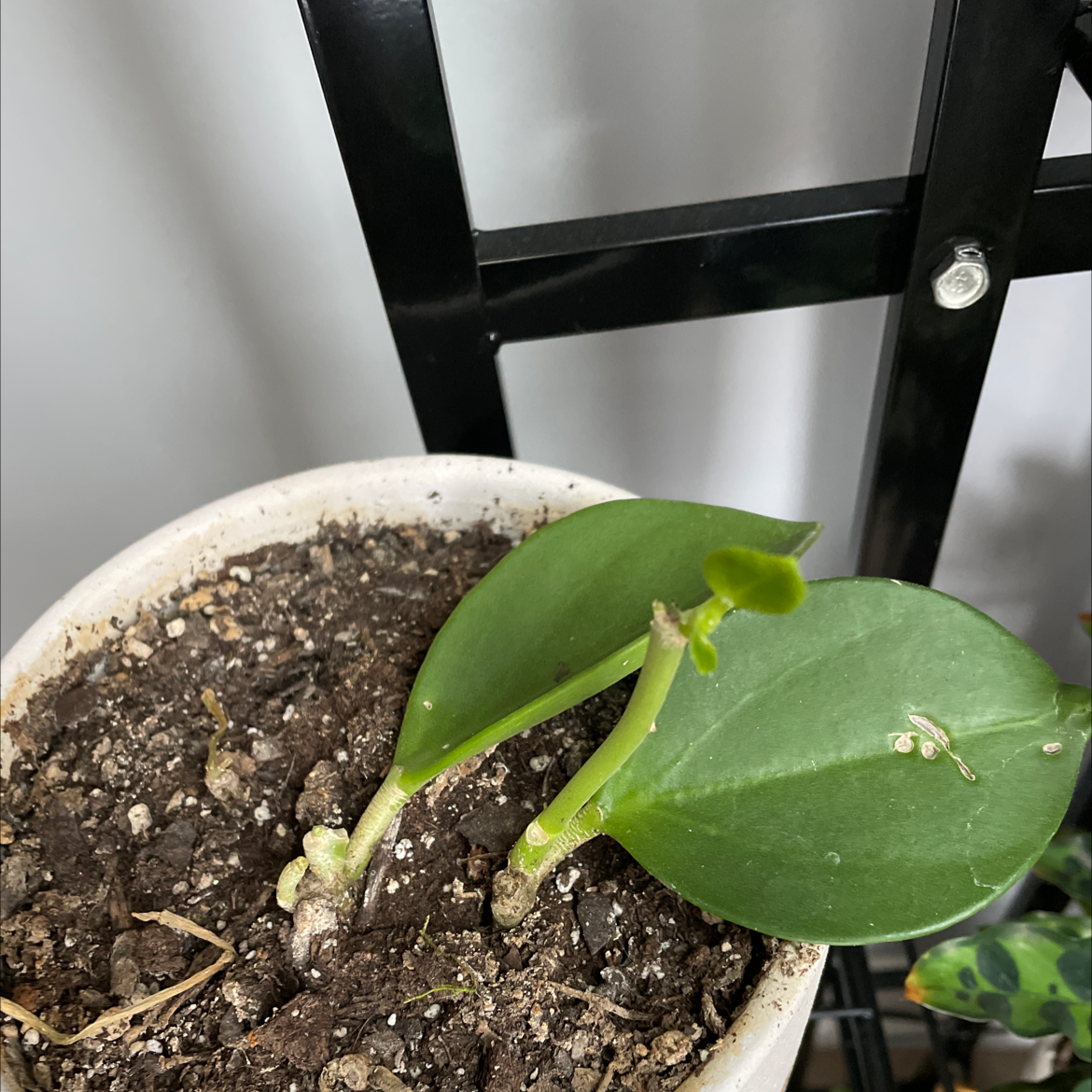 Potted Hoya australis 'Bordvare' plant with two healthy green leaves and visible soil.