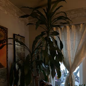 Cornstalk Dracaena plant photo by @FitBeans named Naomi on Greg, the plant care app.