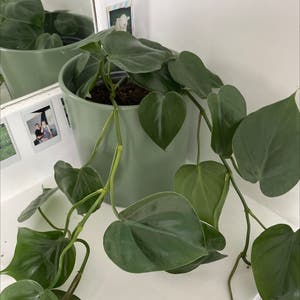 Philodendron Brazil plant photo by @RadFlax named Phlos on Greg, the plant care app.
