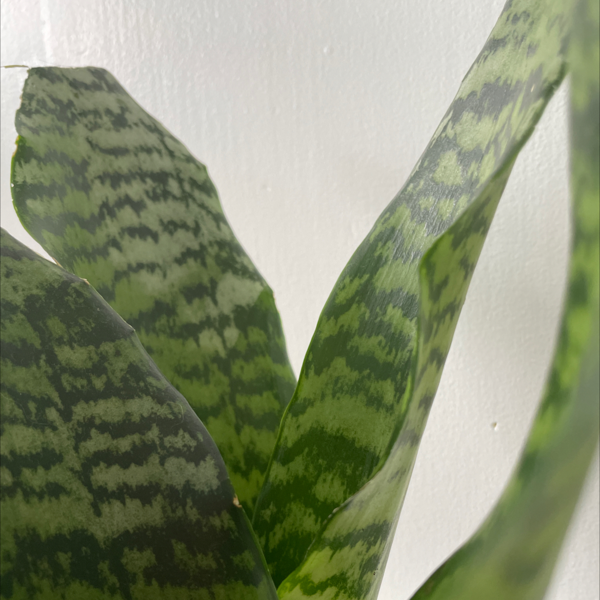 Snake Plant plant photo by @RadFlax named Dina on Greg, the plant care app.