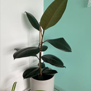 Rubber Plant plant photo by Radflax named Edna on Greg, the plant care app.