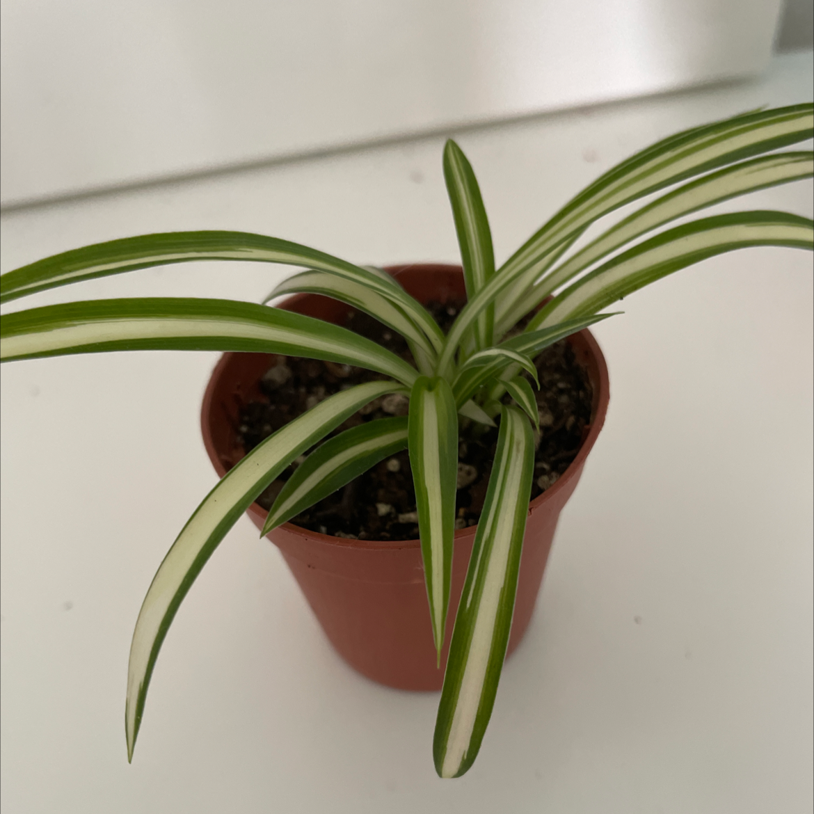 Spider Plant plant photo by @RadFlax named Marty on Greg, the plant care app.