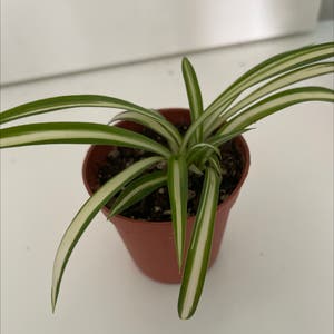 Spider Plant plant photo by @RadFlax named Marty on Greg, the plant care app.
