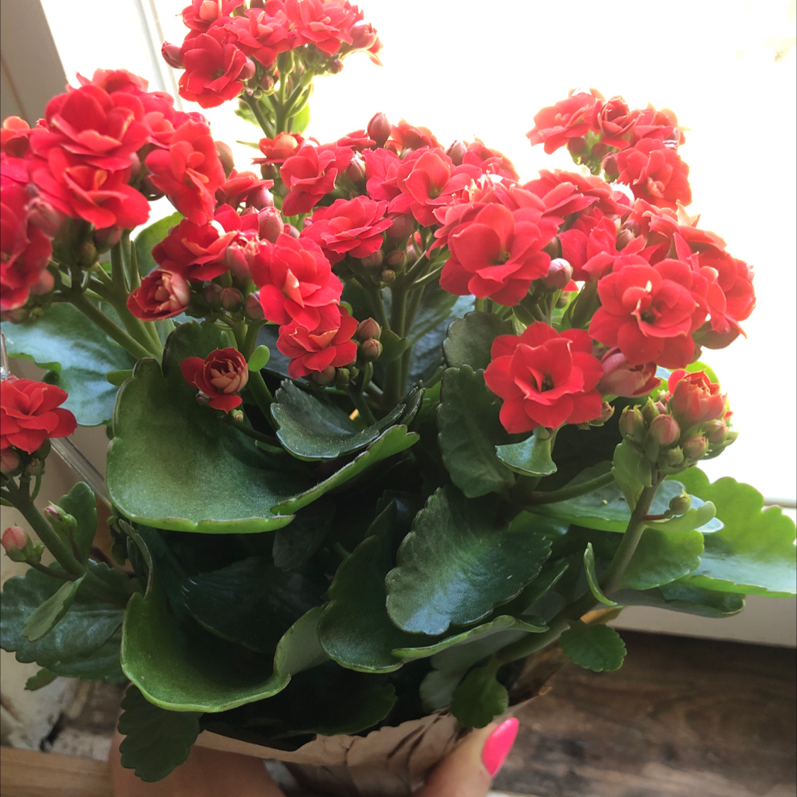 Florist Kalanchoe plant photo by @Moskill named Grandpa on Greg, the plant care app.