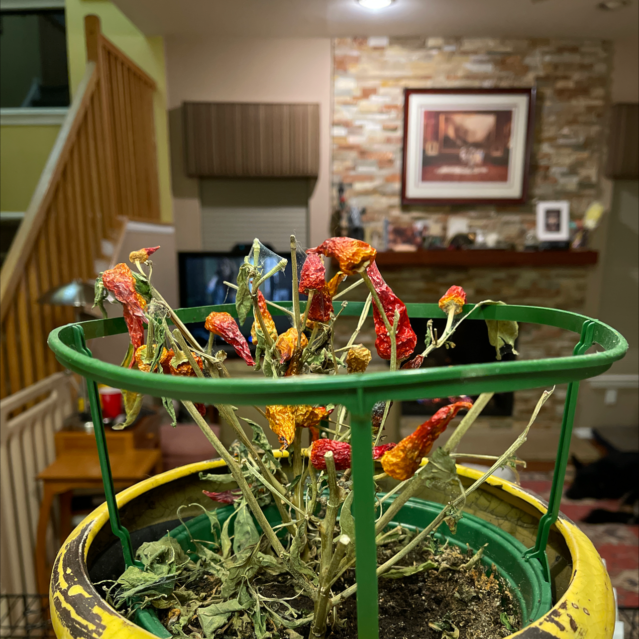 Ornamental pepper plant with significant leaf discoloration and wilting indoors.