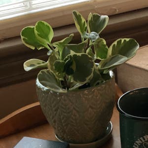 Baby Rubber Plant plant photo by Kali_tryin_hard named Franny on Greg, the plant care app.