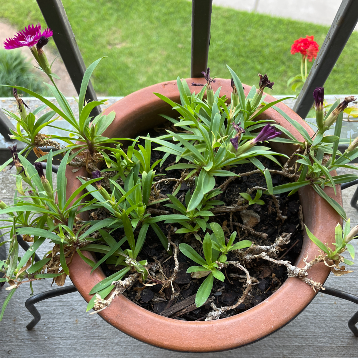 Potted Chinese Pink plant with green leaves and a few flowers, some wilting stems visible.