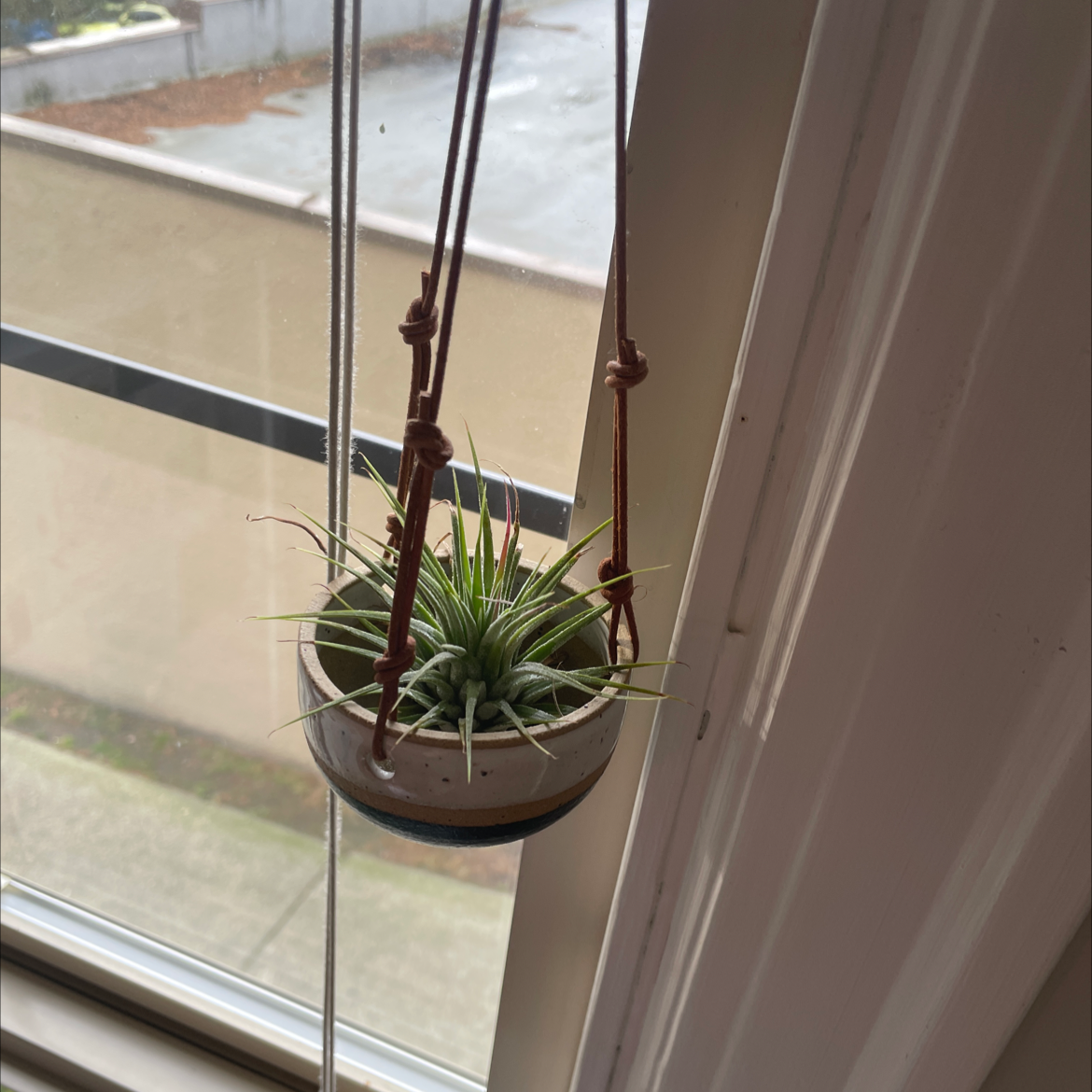 Zebra Plant plant photo by @marrakech named Nemisis on Greg, the plant care app.