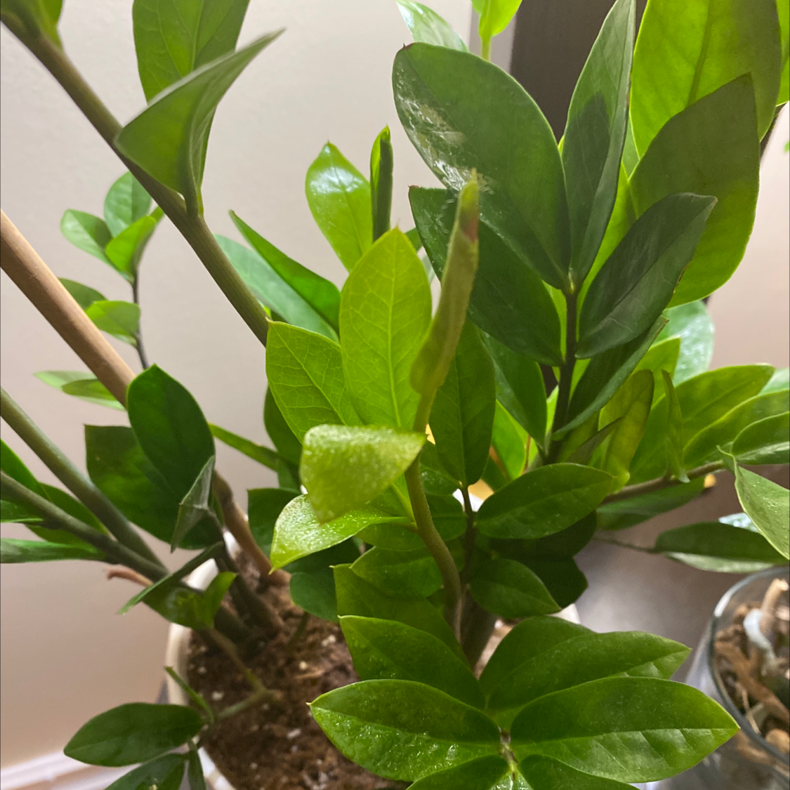 Zamioculcas Zamiifolia plant photo by May named ZZ on Greg, the plant care app.