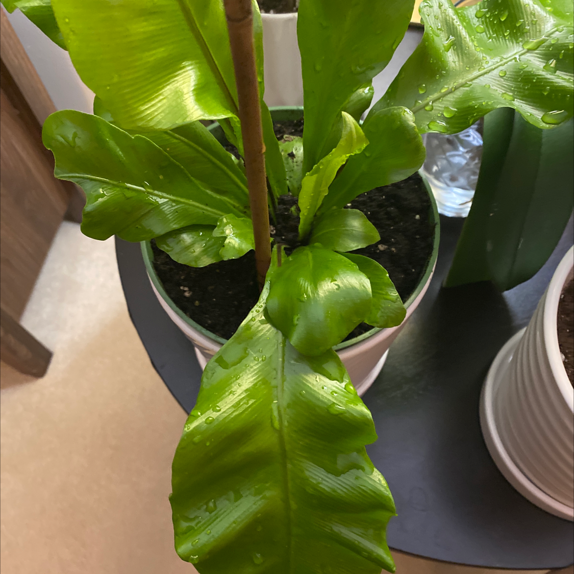 Bird's Nest Fern plant photo by May named Bird’s Nest on Greg, the plant care app.