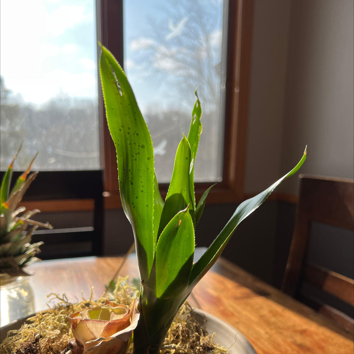 Bromeliad plant on a table near a window, with green leaves and no visible signs of disease.