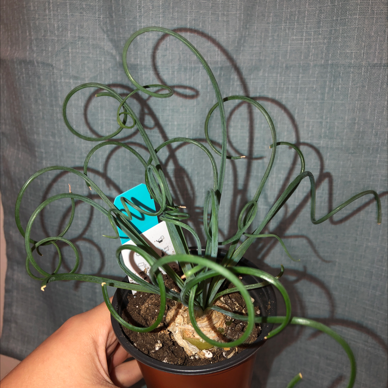 Frizzle Sizzle plant in a small pot with curly leaves, held by a hand.