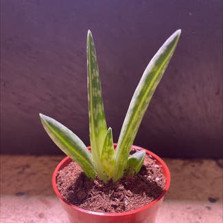 Aloe vera plant in Boston, Massachusetts
