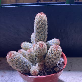 Lady Finger Cactus plant in Boston, Massachusetts
