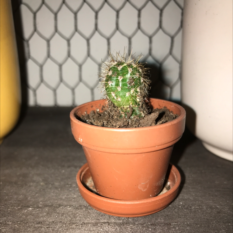 Small Scarlet Hedgehog Cactus in a terracotta pot with visible soil.