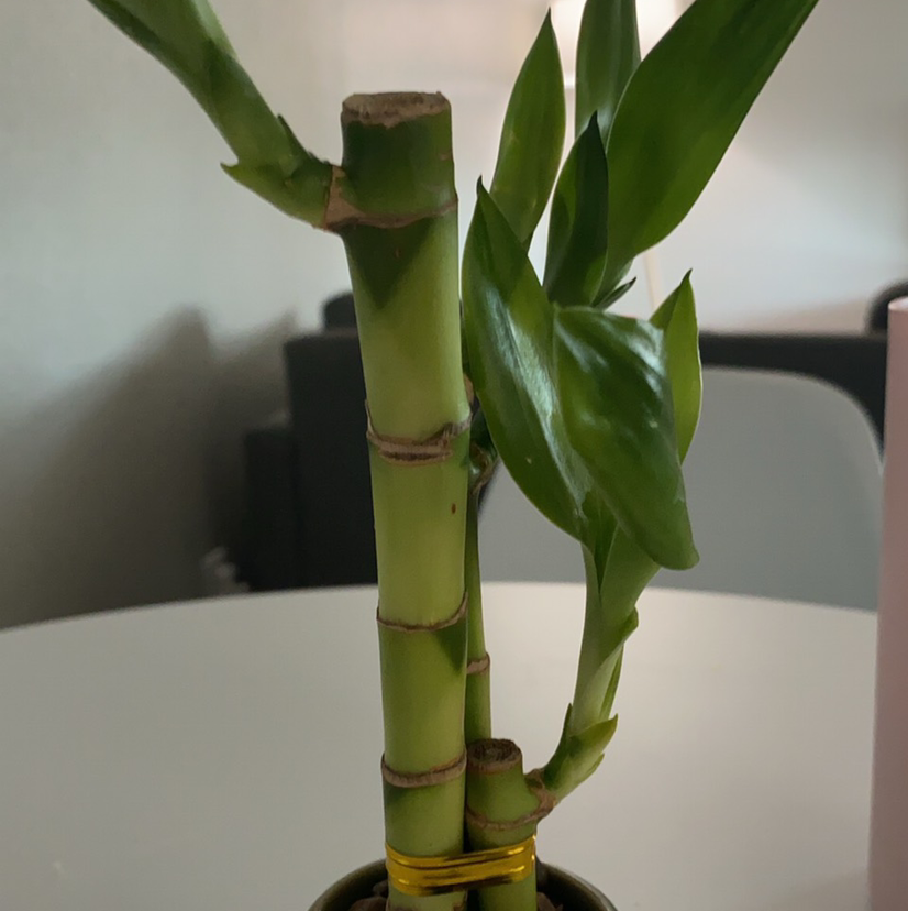 Close-up of a Lucky Bamboo plant in water with vibrant green stalks but some yellowing lower leaves, well-framed shot.