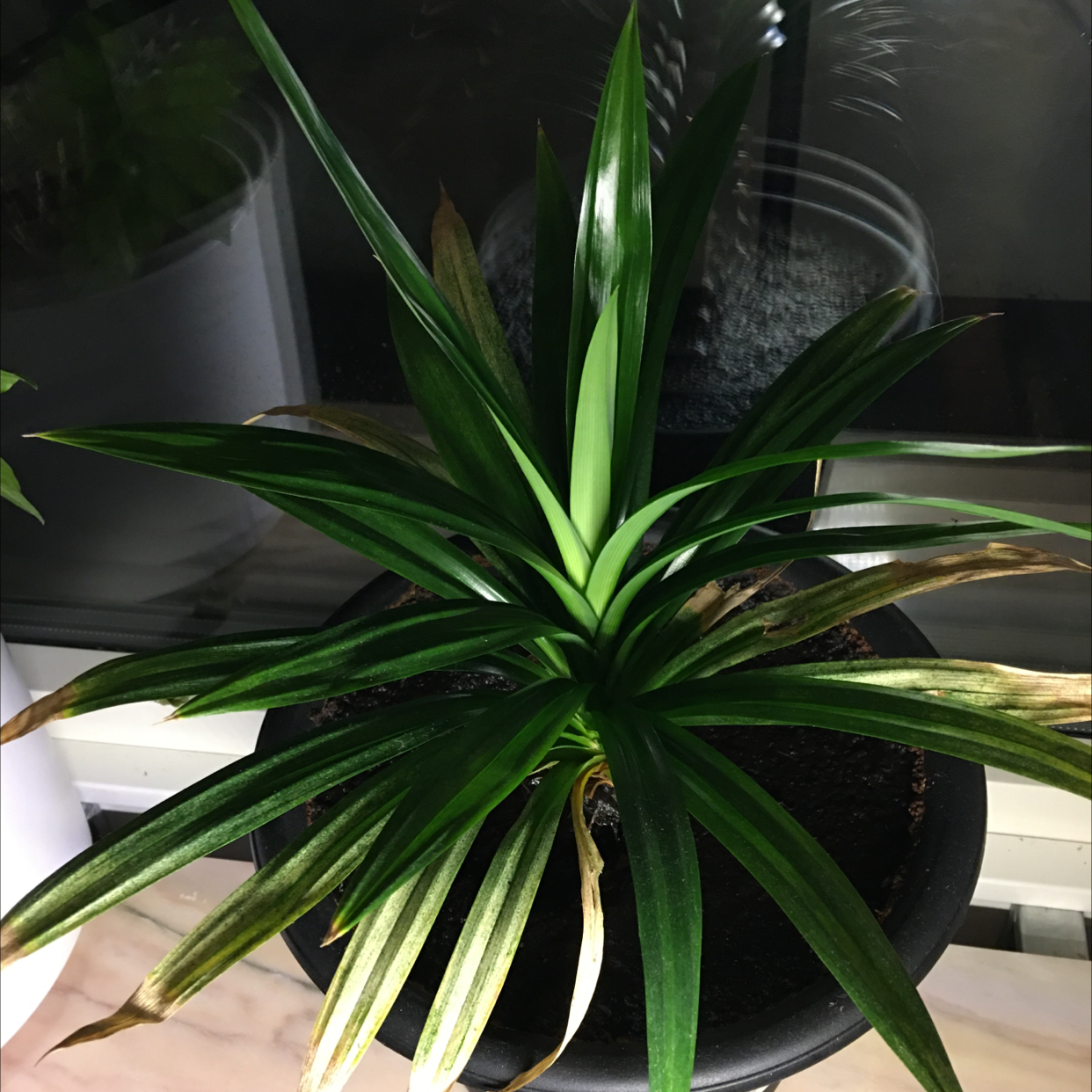 Pandan plant in a pot with some browning at the tips of the leaves.