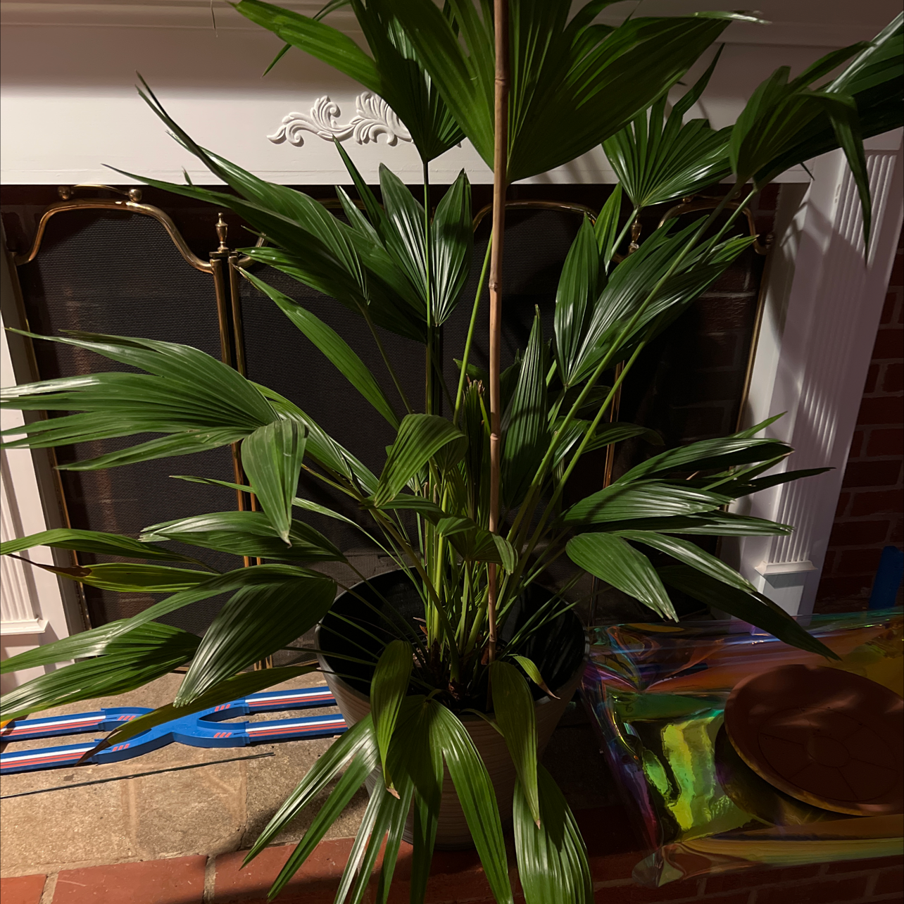 Chinese Fan Palm indoors near a fireplace with healthy green leaves.