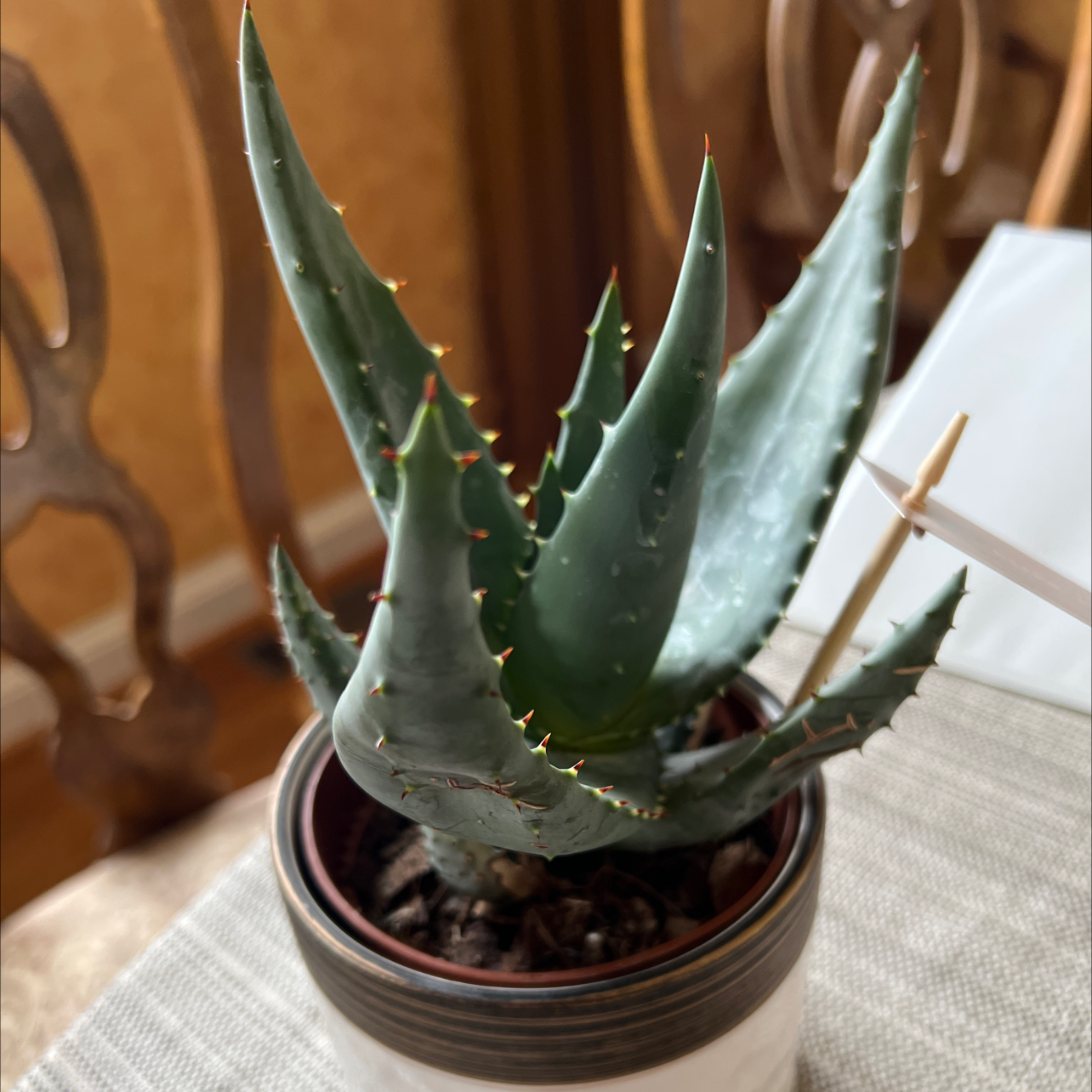 Photo of the plant species Cape Aloe by @SagePuka named Sol on Greg, the plant care app