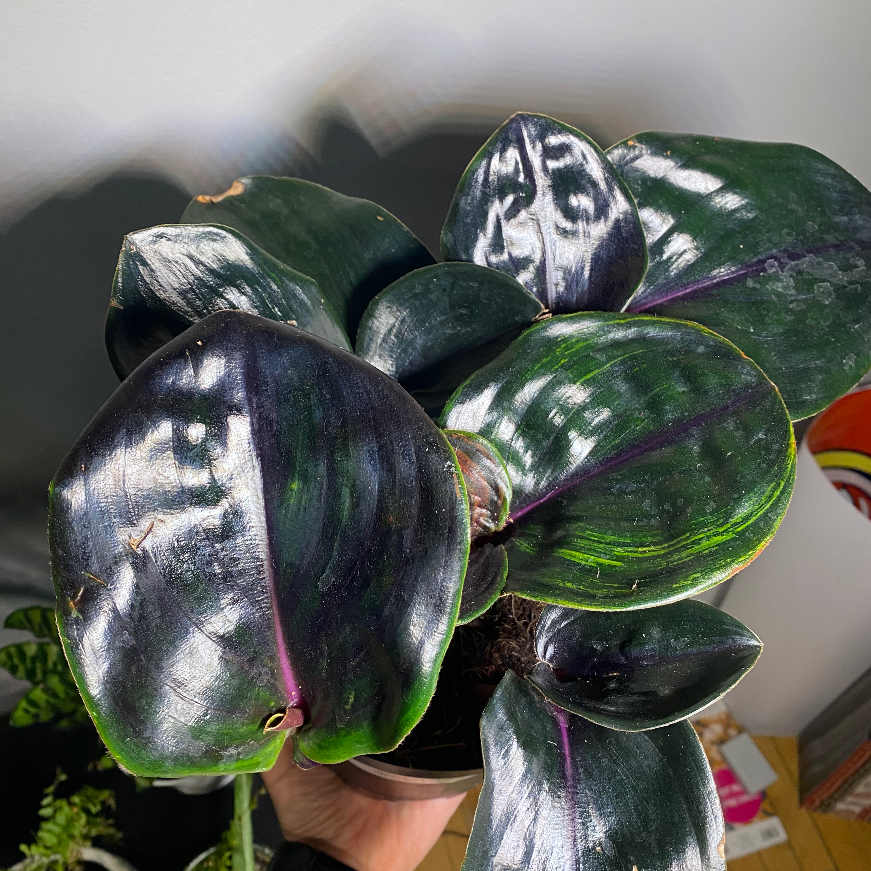 Geogenanthus ciliatus plant with dark, glossy leaves held by a hand.